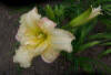 Queen Lily Daylily 