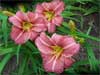 In Strawberry Time Daylily