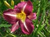 Lavender Deal Daylily