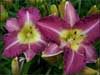 Sovereign Queen Daylily
