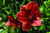 Old Tangiers Daylily